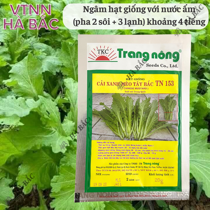 Cải Xanh Mèo Tây Bắc TN153 (20GRAM) Trang Nông, Hạt Giống Nảy Mầm Tốt, Năng Suất Cao, Trông Quanh Năm - Hạt Giống Hà Bắc