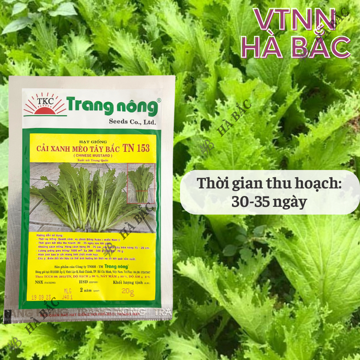 Cải Xanh Mèo Tây Bắc TN153 (20GRAM) Trang Nông, Hạt Giống Nảy Mầm Tốt, Năng Suất Cao, Trông Quanh Năm - Hạt Giống Hà Bắc