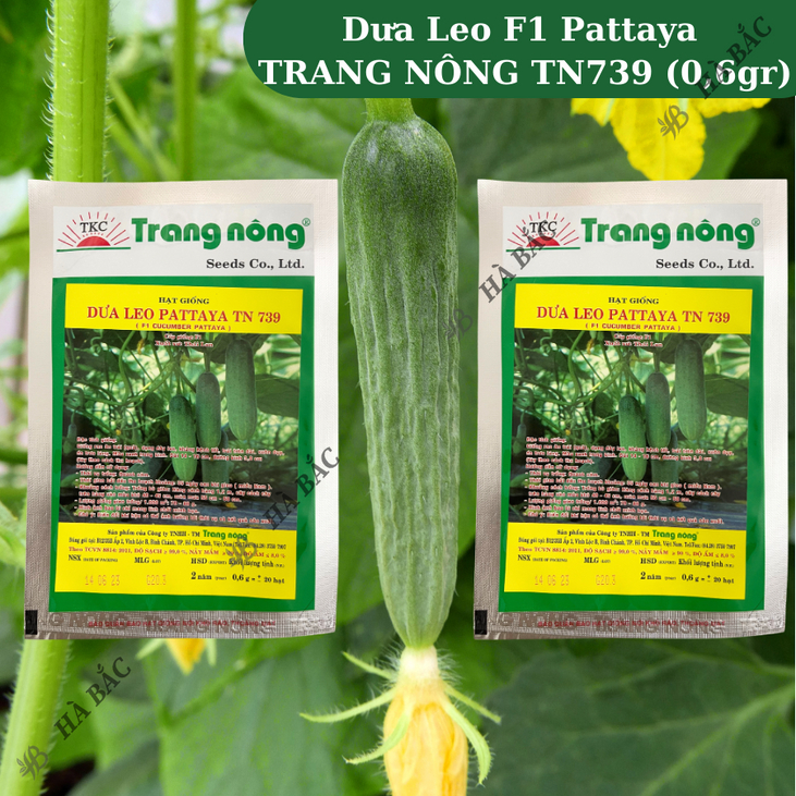Dưa Leo F1 Pattaya TN739 (0,6gr) Trang Nông, Hạt Giống Nảy Mầm Tốt, Năng Suất Cao, Trông Quanh Năm - Hạt Giống Hà Bắc