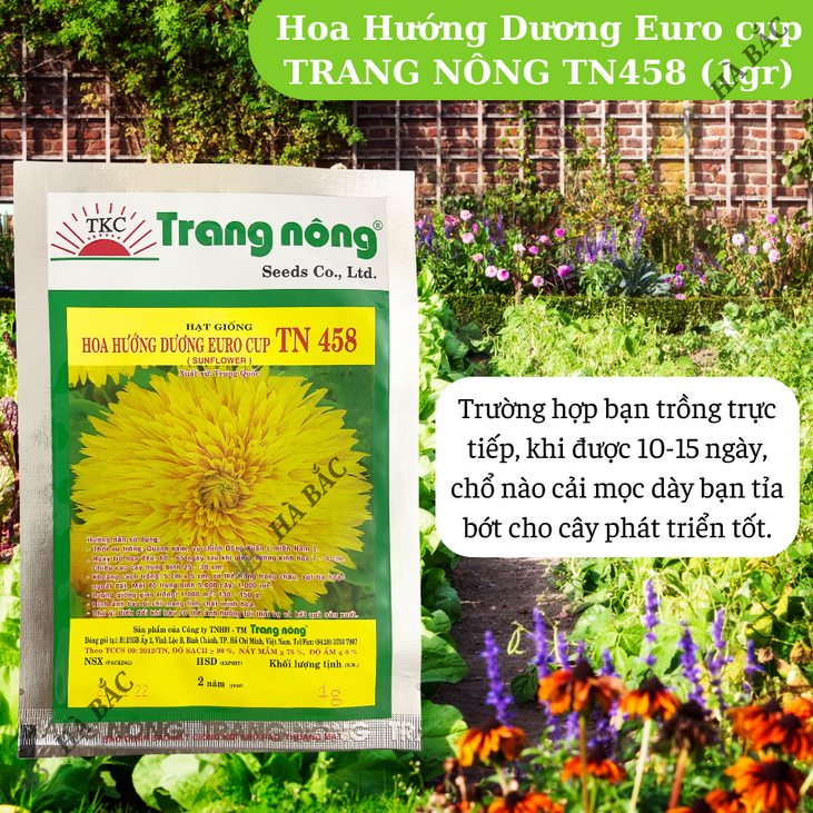 Hoa Hướng Dương Euro cup TN458 (1gr) Trang Nông, Hạt Giống Nảy Mầm Tốt, Năng Suất Cao, Trông Quanh Năm, Hạt Giống Hà Bắc
