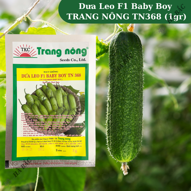 Dưa Leo F1 Baby Boy TN368 (1gr) Trang Nông, Hạt Giống Nảy Mầm Tốt, Năng Suất Cao, Trông Quanh Năm - Hạt Giống Hà Bắc