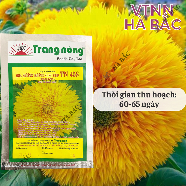 Hoa Hướng Dương Euro cup TN458 (1gr) Trang Nông, Hạt Giống Nảy Mầm Tốt, Năng Suất Cao, Trông Quanh Năm, Hạt Giống Hà Bắc