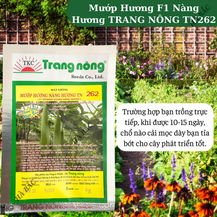 Mướp Hương F1 Nàng Hương TN262 (1gr) (10gram), Hạt Giống Nảy Mầm Tốt, Năng Suất Cao, Trông Quanh Năm - Hạt Giống Hà Bắc