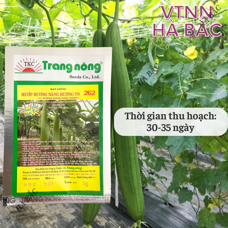 Mướp Hương F1 Nàng Hương TN262 (1gr) (10gram), Hạt Giống Nảy Mầm Tốt, Năng Suất Cao, Trông Quanh Năm - Hạt Giống Hà Bắc