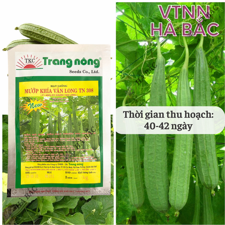 Mướp Khía F1 Vân Long TRANG NÔNG TN308 (1gr), Hạt Giống Nảy Mầm Tốt, Năng Suất Cao, Trông Quanh Năm - Hạt Giống Hà Bắc