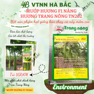 Mướp Hương F1 Nàng Hương TN262 (1gr) (10gram), Hạt Giống Nảy Mầm Tốt, Năng Suất Cao, Trông Quanh Năm - Hạt Giống Hà Bắc