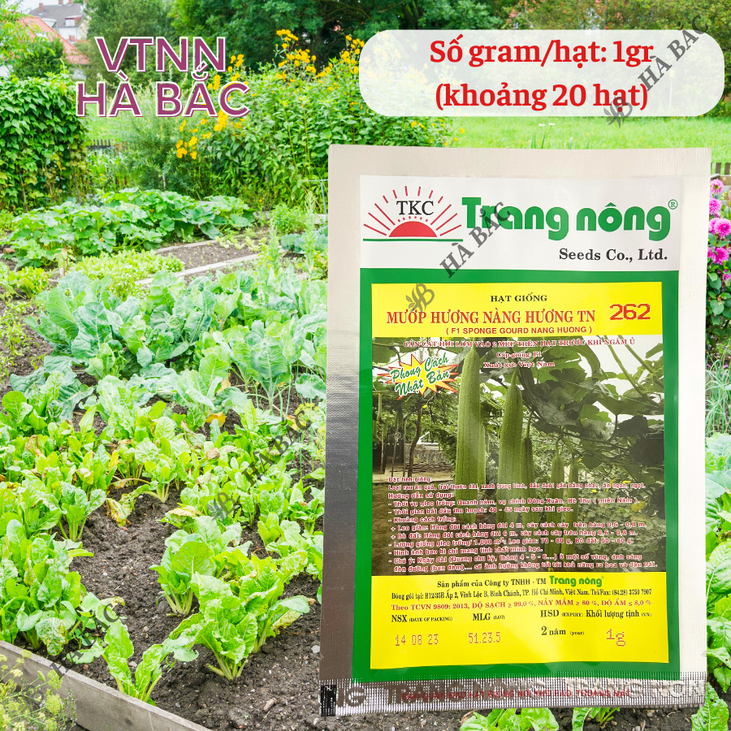 Mướp Hương F1 Nàng Hương TN262 (1gr) (10gram), Hạt Giống Nảy Mầm Tốt, Năng Suất Cao, Trông Quanh Năm - Hạt Giống Hà Bắc