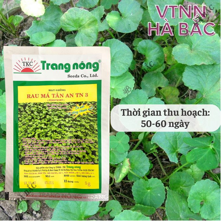 Rau Má Tân An TRANG NÔNG TN3 (1gram), Hạt Giống Nảy Mầm Tốt, Năng Suất Cao, Trông Quanh Năm - Hạt Giống Hà Bắc