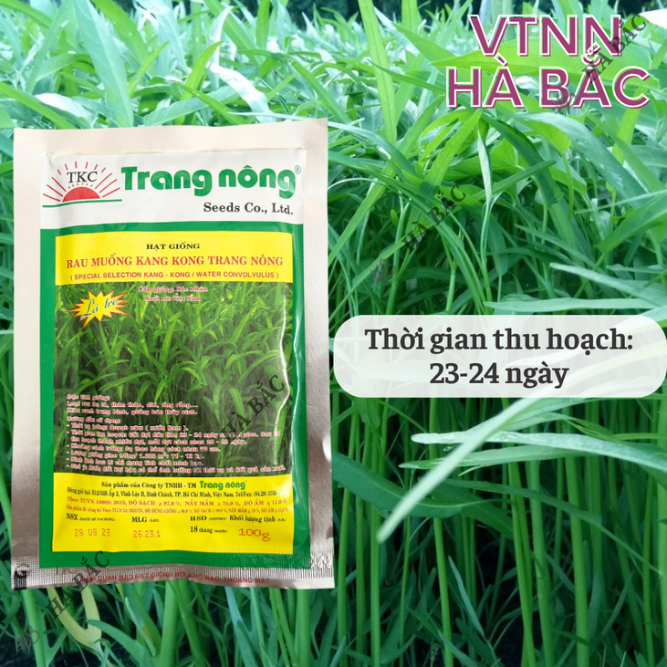 Rau Muống KANG KONG TN TRANG NÔNG (100gr), Hạt Giống Nảy Mầm Tốt, Năng Suất Cao, Trông Quanh Năm - Hạt Giống Hà Bắc