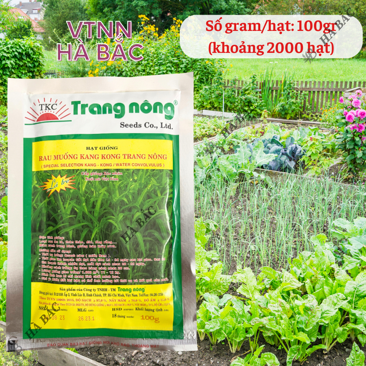 Rau Muống KANG KONG TN TRANG NÔNG (100gr), Hạt Giống Nảy Mầm Tốt, Năng Suất Cao, Trông Quanh Năm - Hạt Giống Hà Bắc