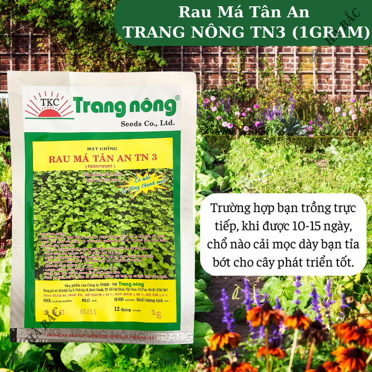 Rau Má Tân An TRANG NÔNG TN3 (1gram), Hạt Giống Nảy Mầm Tốt, Năng Suất Cao, Trông Quanh Năm - Hạt Giống Hà Bắc