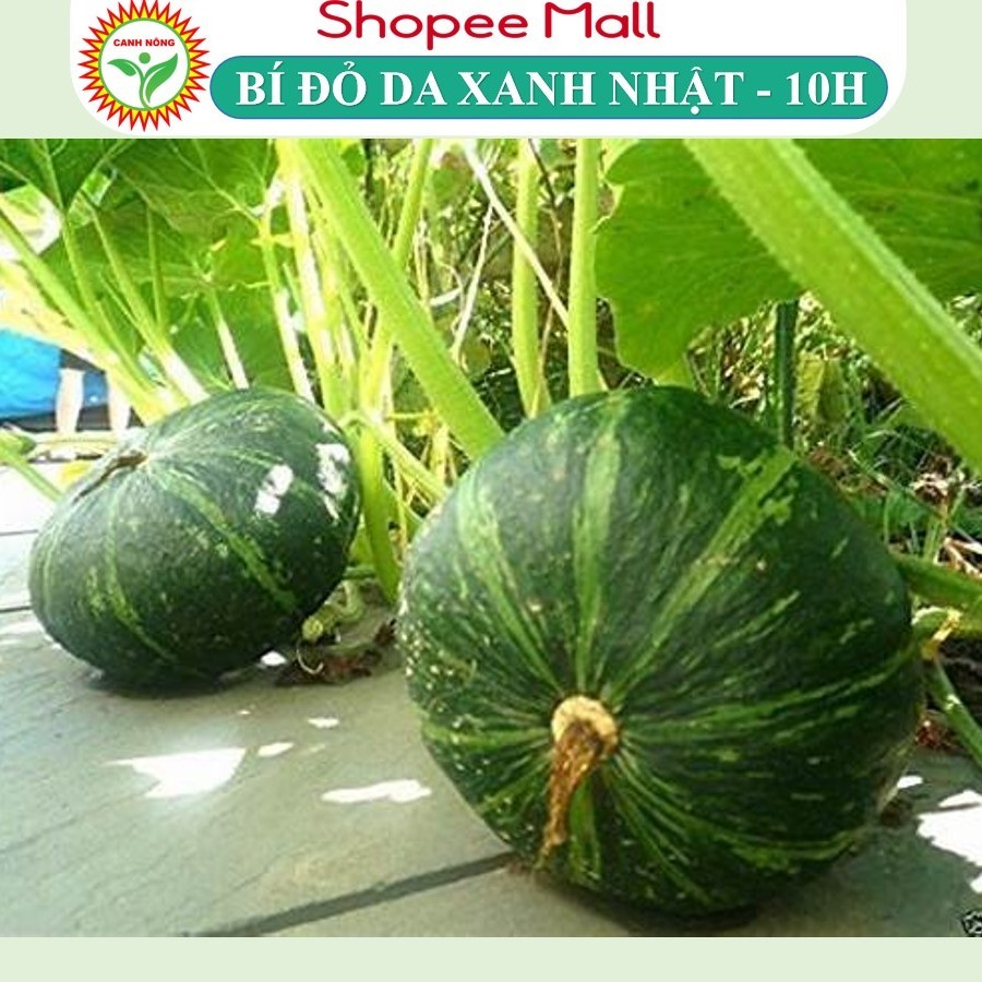 Hạt giống Bí Đỏ Nhật Bản lai F1 dễ trồng, ngọt, thơm, Hạt giống rau củ quả trồng chậu - Hạt giống CANH NÔNG