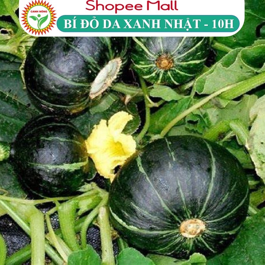 Hạt giống Bí Đỏ Nhật Bản lai F1 dễ trồng, ngọt, thơm, Hạt giống rau củ quả trồng chậu - Hạt giống CANH NÔNG