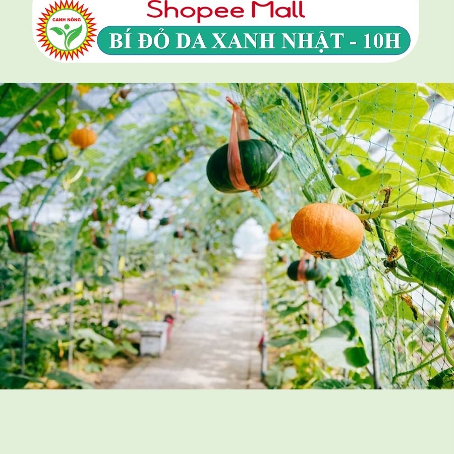 Hạt giống Bí Đỏ Nhật Bản lai F1 dễ trồng, ngọt, thơm, Hạt giống rau củ quả trồng chậu - Hạt giống CANH NÔNG