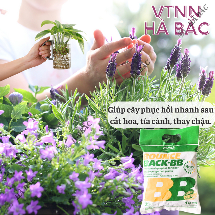 Phân Hữu Cơ viên nén đậm đặc Bounce Back- BB Úc (500gr/1kg), dùng cho cây kiểng, hoa lan, bonsai và các loại cây trồng