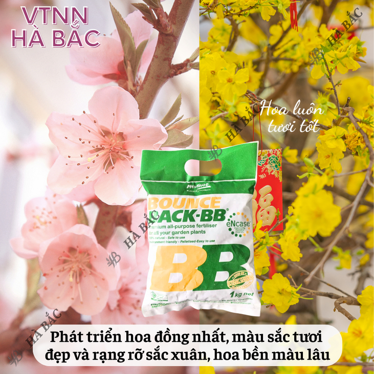 Phân Hữu Cơ viên nén đậm đặc Bounce Back- BB Úc (500gr/1kg), dùng cho cây kiểng, hoa lan, bonsai và các loại cây trồng