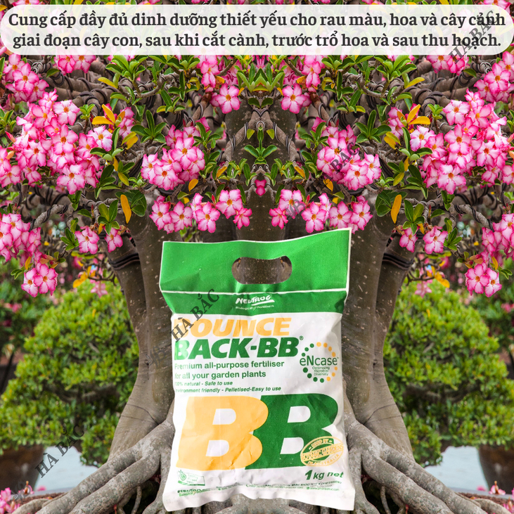 Phân Hữu Cơ viên nén đậm đặc Bounce Back- BB Úc (500gr/1kg), dùng cho cây kiểng, hoa lan, bonsai và các loại cây trồng