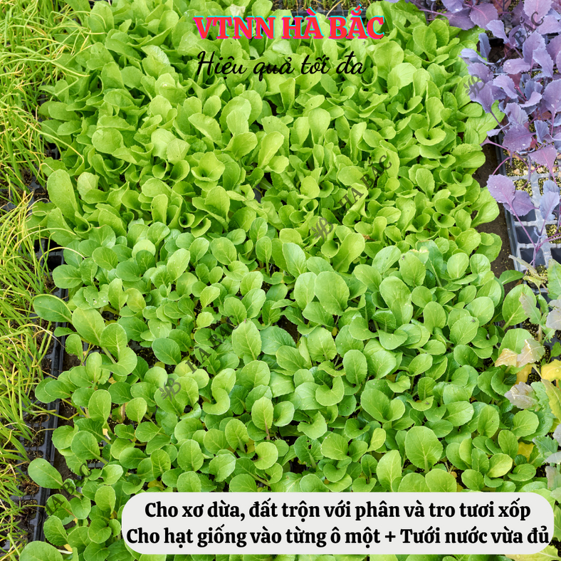 Khay ươm hạt giống 108 lỗ - nhựa dày, chịu nhiệt, phù hợp ươm: rau cải, xà lách, rau ăn lá - Hạt giống Hà Bắc