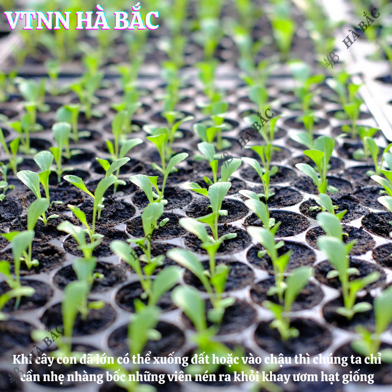 Khay ươm hạt giống 108 lỗ - nhựa dày, chịu nhiệt, phù hợp ươm: rau cải, xà lách, rau ăn lá - Hạt giống Hà Bắc