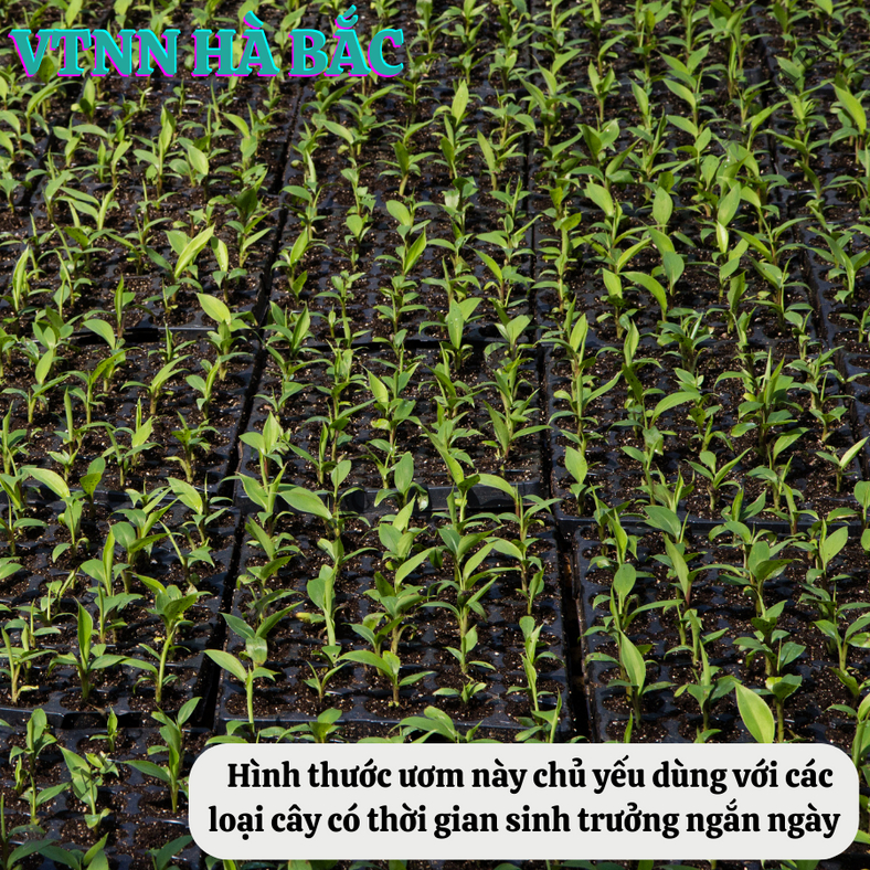 Khay ươm hạt giống 108 lỗ - nhựa dày, chịu nhiệt, phù hợp ươm: rau cải, xà lách, rau ăn lá - Hạt giống Hà Bắc