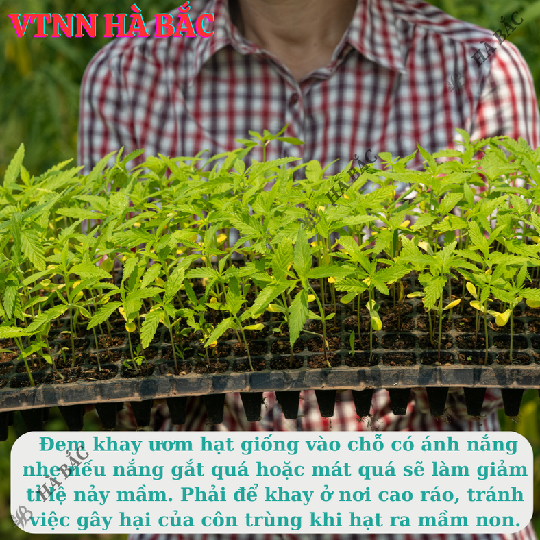 Khay ươm hạt giống 108 lỗ - nhựa dày, chịu nhiệt, phù hợp ươm: rau cải, xà lách, rau ăn lá - Hạt giống Hà Bắc