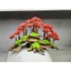 Cây gỗ lũa bonsai kiểu đồi cây [Phần đế bằng gỗ, phần thân có nhiều rể rủ, hang hốc. có 2 loại tán]