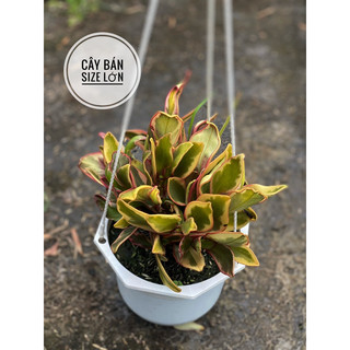 Chậu treo Trường Sinh Hồng xinh đẹp, decor bàn làm viện, nội thất, lọc không khí - |Vườn Như Ngọc| - Đã bật hoả tốc