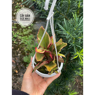 Chậu treo Trường Sinh Hồng xinh đẹp, decor bàn làm viện, nội thất, lọc không khí - |Vườn Như Ngọc| - Đã bật hoả tốc