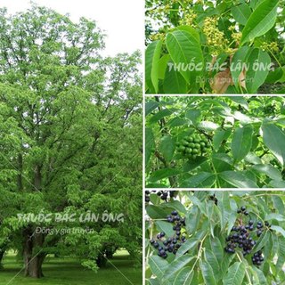 Hoàng bá bắc khô 100g, thái lát vàng, sạch, đẹp - Lãn Ông