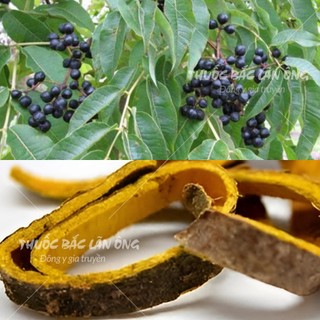 Hoàng bá bắc khô 100g, thái lát vàng, sạch, đẹp - Lãn Ông