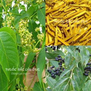 Hoàng bá bắc khô 100g, thái lát vàng, sạch, đẹp - Lãn Ông