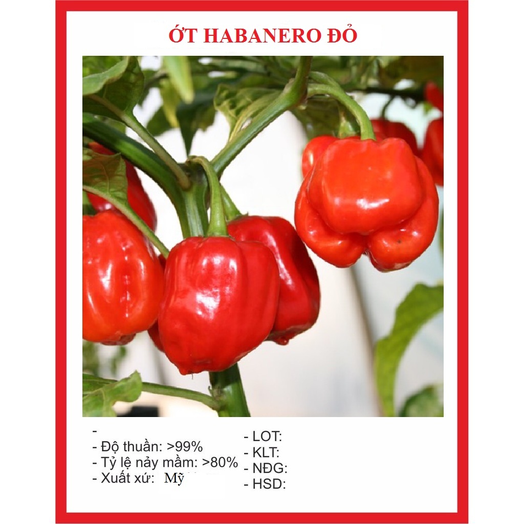 Hạt giống ớt siêu cay đỏ habanero (5 hạt) - thơm ngon, giàu dinh dưỡng ...