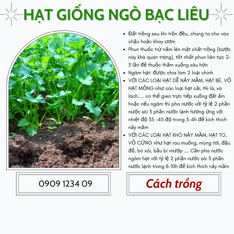 Hạt giống ngò rí Bạc Liêu Phú Nông 3
