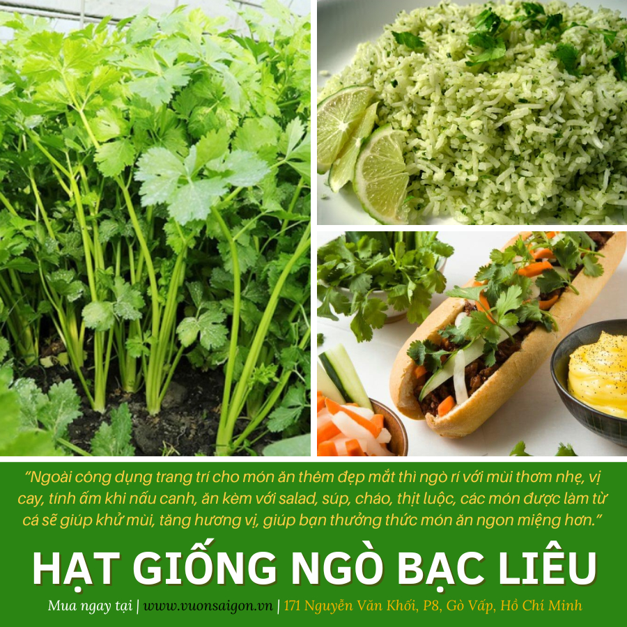 Hạt giống ngò rí Bạc Liêu Phú Nông 5