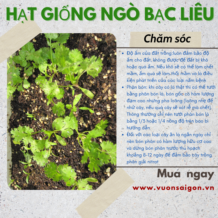Hạt giống ngò rí Bạc Liêu Phú Nông 4