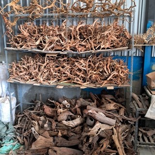 Cây lũa trang trí cho bể cá thủy sinh