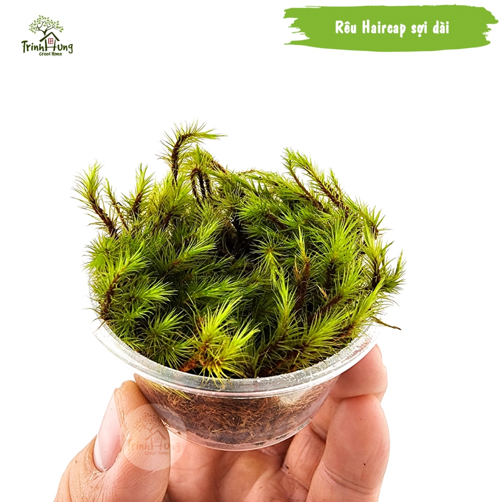 [TỔNG HỢP] Các loại rêu đẹp setup bán cạn, terrarium, bonsai, trang trí ...