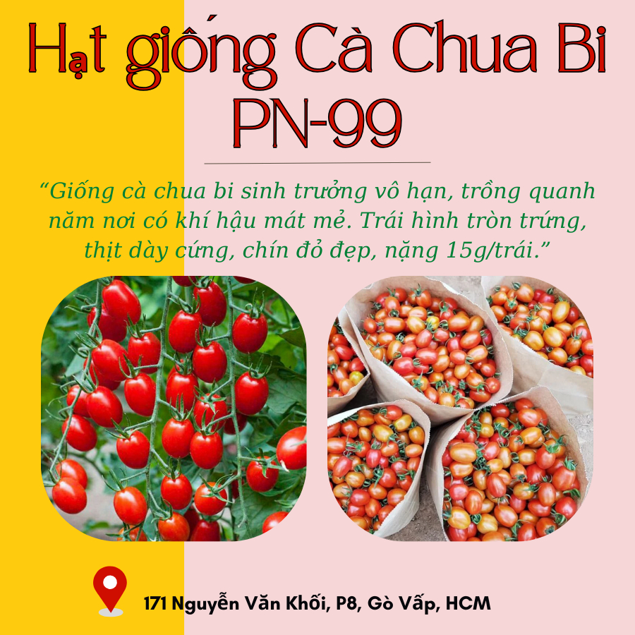 Hạt giống Cà Chua Bi F1 PN-99 1