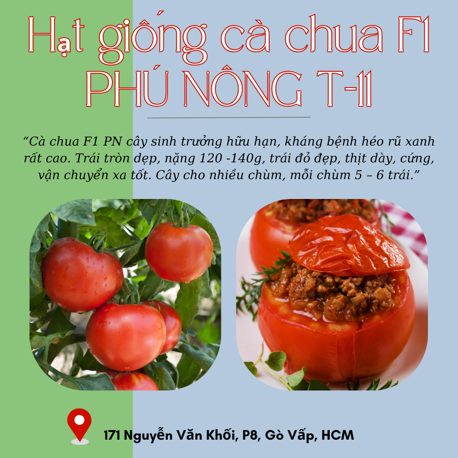 Hạt giống cà chua F1 PHÚ NÔNG T-11 1