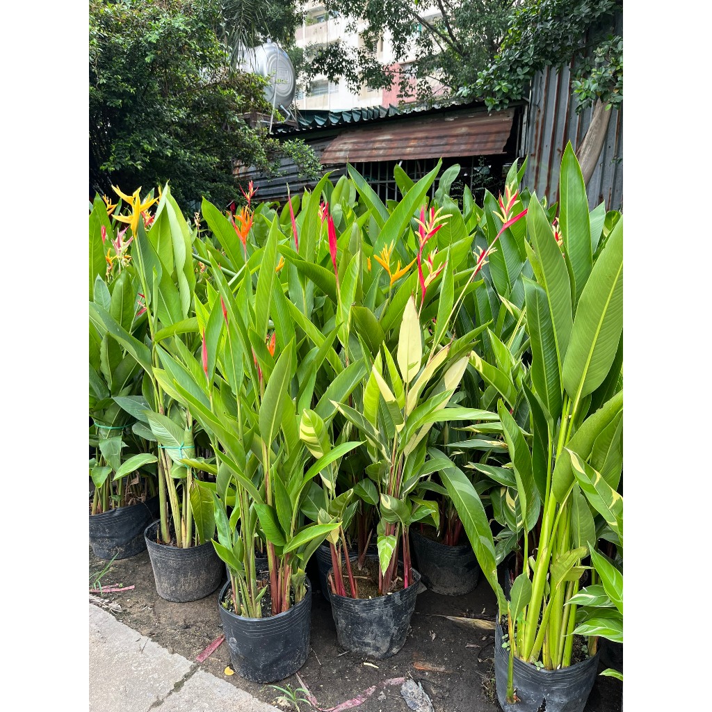 CÂY THIÊN ĐIỂU cao 80-100cm, trang trí nội ngoại thất,decor nhà đẹp, hình thật- Cây xanh trang trí văn phòng, nhà phố