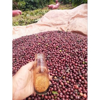 CÀ PHÊ ROBUSTA GIA LAI NGUYÊN CHẤT