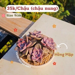 Sen đá Hồng mập cả chậu được trồng sẵn như ảnh có sẵn tại vườn MẦM NẮNG GARDEN