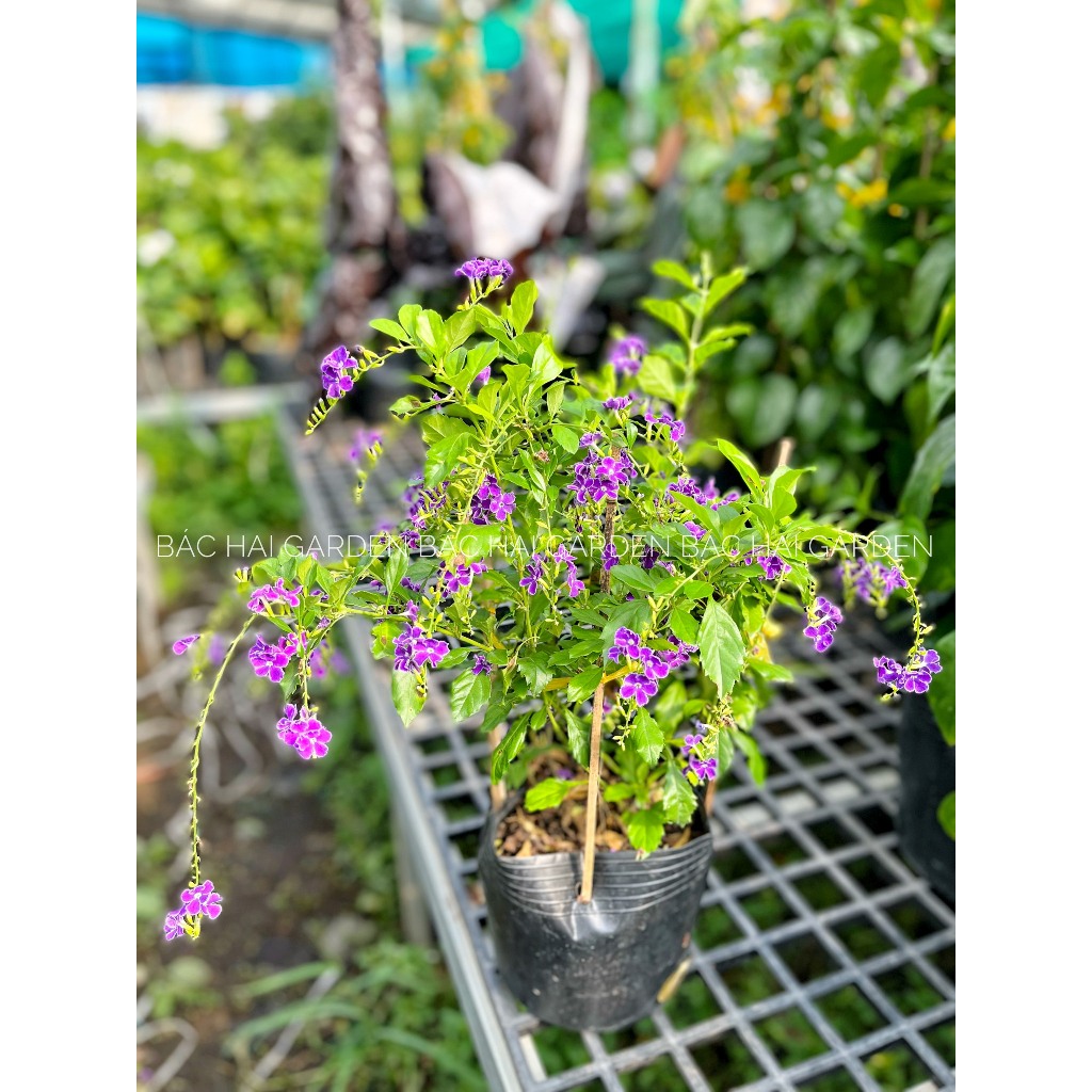 Cây hoa chuỗi ngọc tím sẵn hoa, cây ra hoa quanh năm- Cây hoa ban công sân vườn chịu nắng