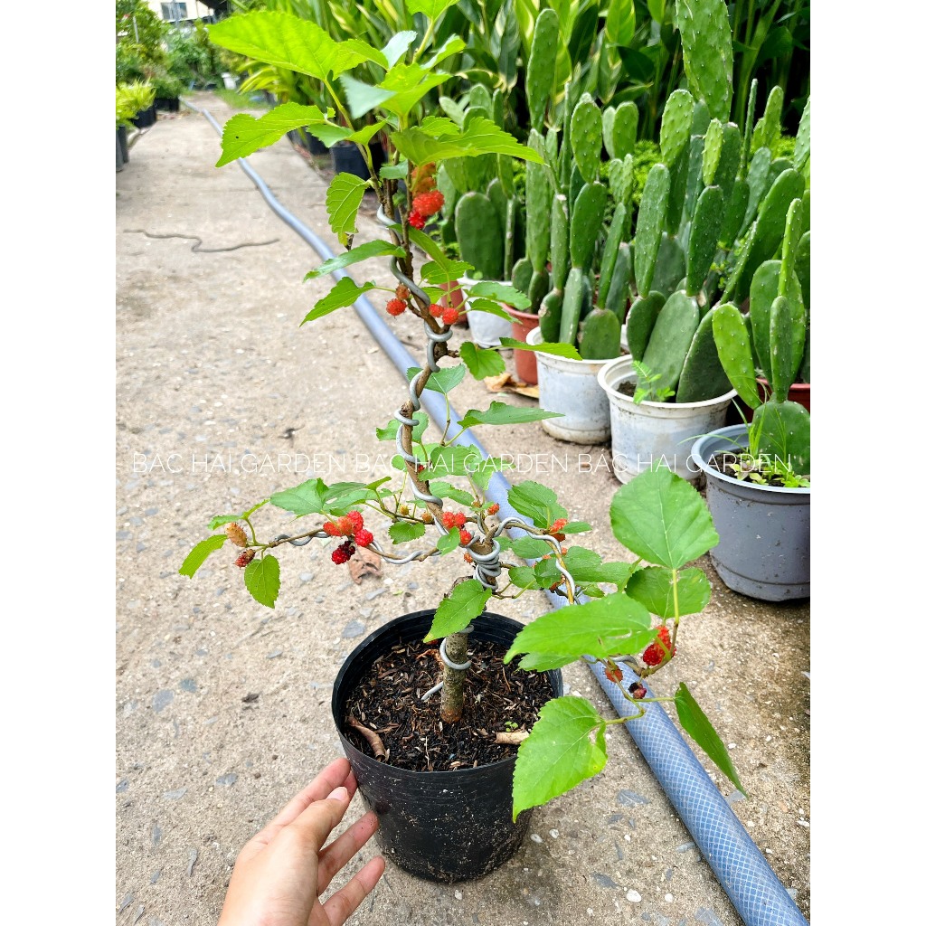 Cây dâu tằm- dâu ta siêng trái, sẵn ship ngay, cây ăn trái- Cây ban công sân vườn ưa nắng