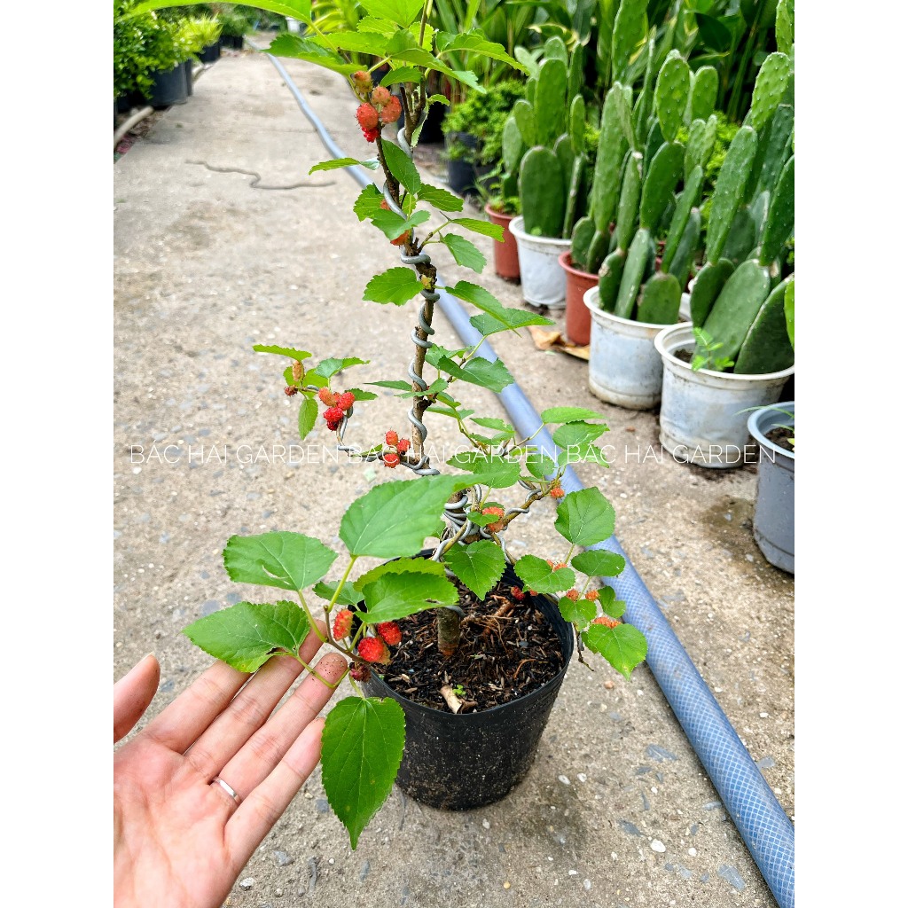 Cây dâu tằm- dâu ta siêng trái, sẵn ship ngay, cây ăn trái- Cây ban công sân vườn ưa nắng