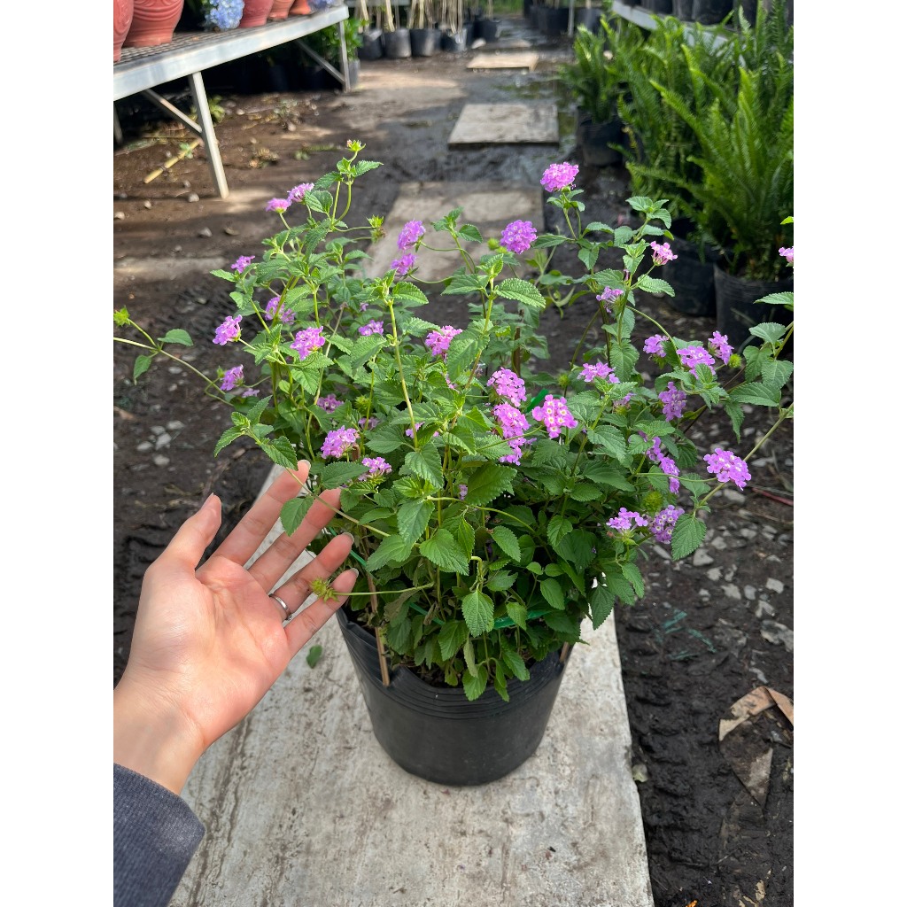 Chậu hoa ngũ sắc, cây hoa trâm ổi tím/ vàng kèm chậu nhựa cứng- Cây hoa ban công Bác Hai Garden