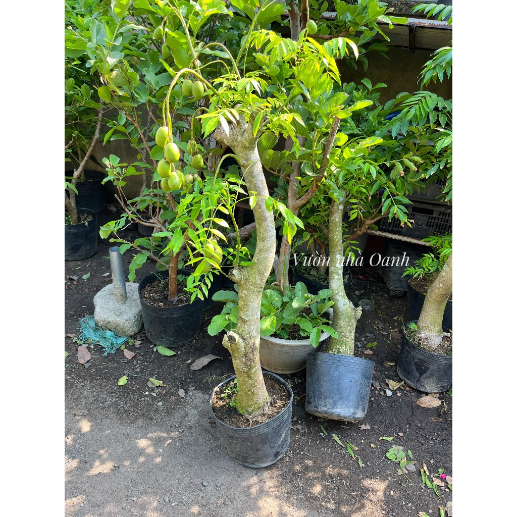 Cóc lớn thân gỗ 1m- 1m2 siêng trái- Cây ăn trái ban công, sân vườn