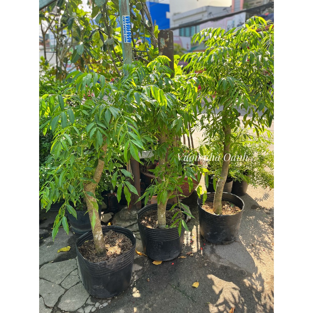 Cóc lớn thân gỗ 1m- 1m2 siêng trái- Cây ăn trái ban công, sân vườn