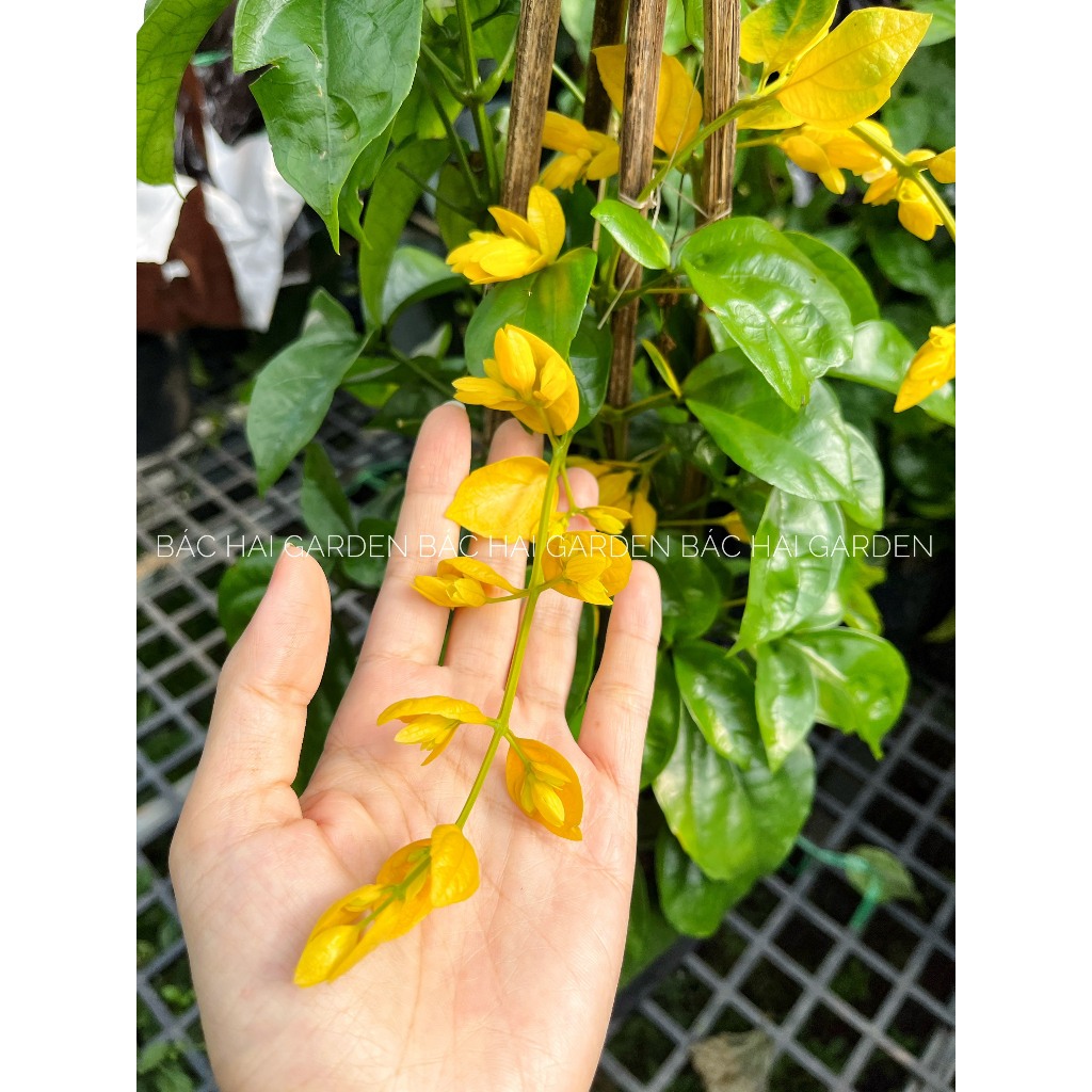 Lan hoàng dương lớn cao 60-70cm cây hoa rũ đep, siêng hoa- Cây hoa ban công, sân vườn- Cây siêng hoa, ưa nắng