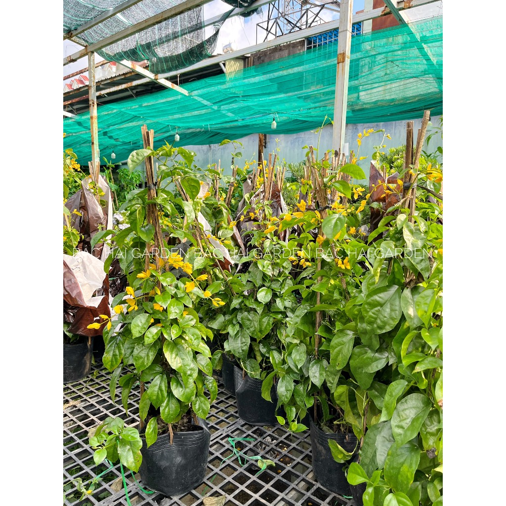 Lan hoàng dương lớn cao 60-70cm cây hoa rũ đep, siêng hoa- Cây hoa ban công, sân vườn- Cây siêng hoa, ưa nắng